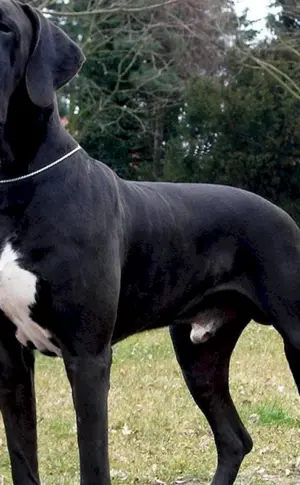 Royal Dog und Deutscher Hund