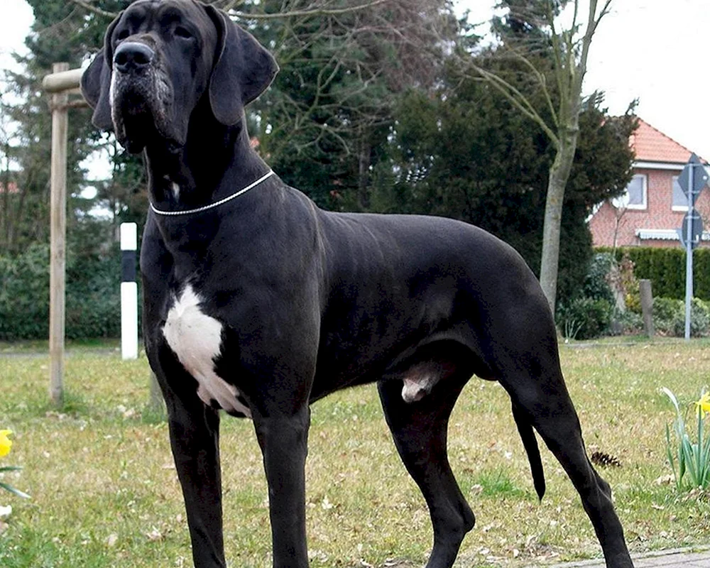 Königsdane und Deutsche Dogge