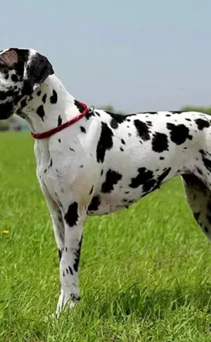 Königlicher Marmorierter Hund Harlekin