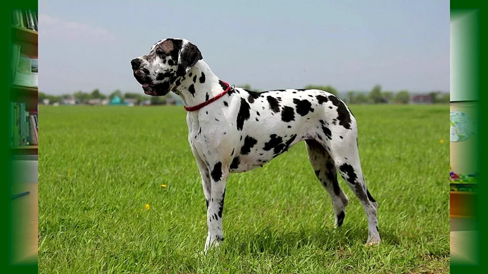 Königlicher Marmorierter Hund Harlekin