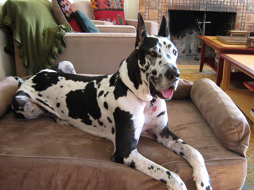 Marmorierter Hund Harlekin