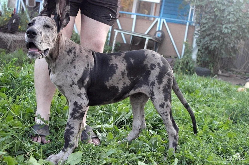 Königshund Marmoriert