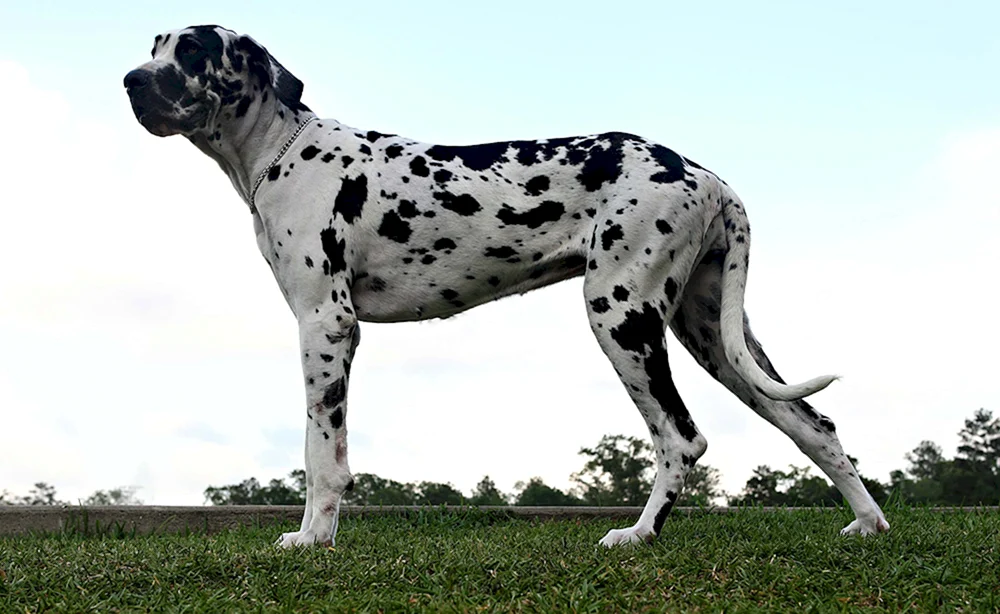 Marmorierter Merle Greyhound