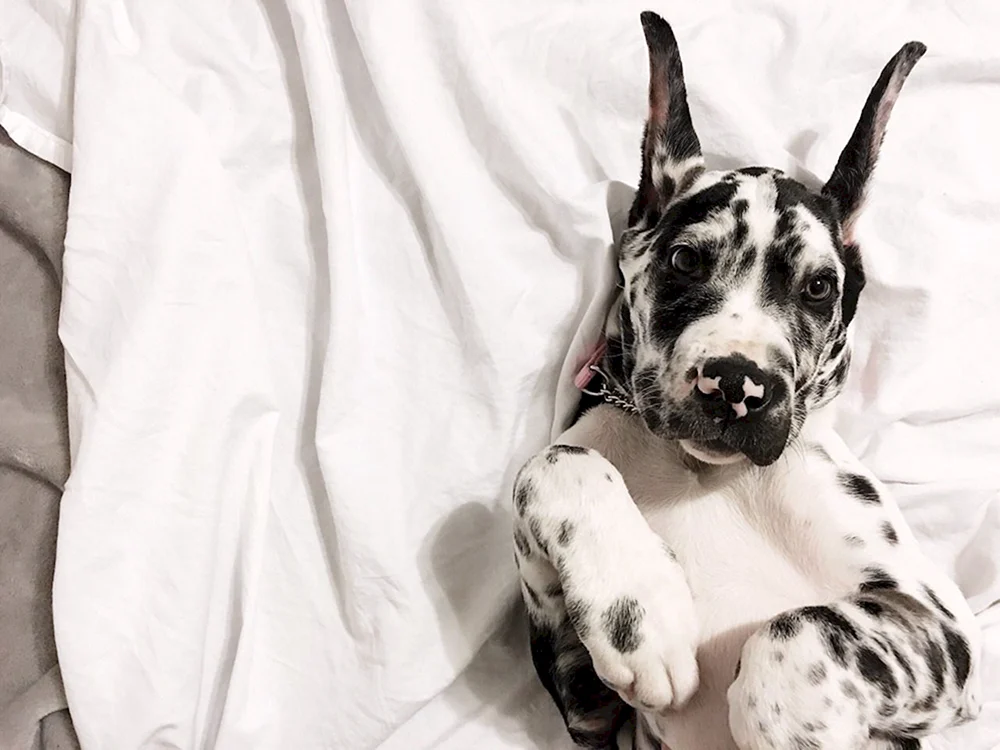 Marmorierter Royal Greyhound