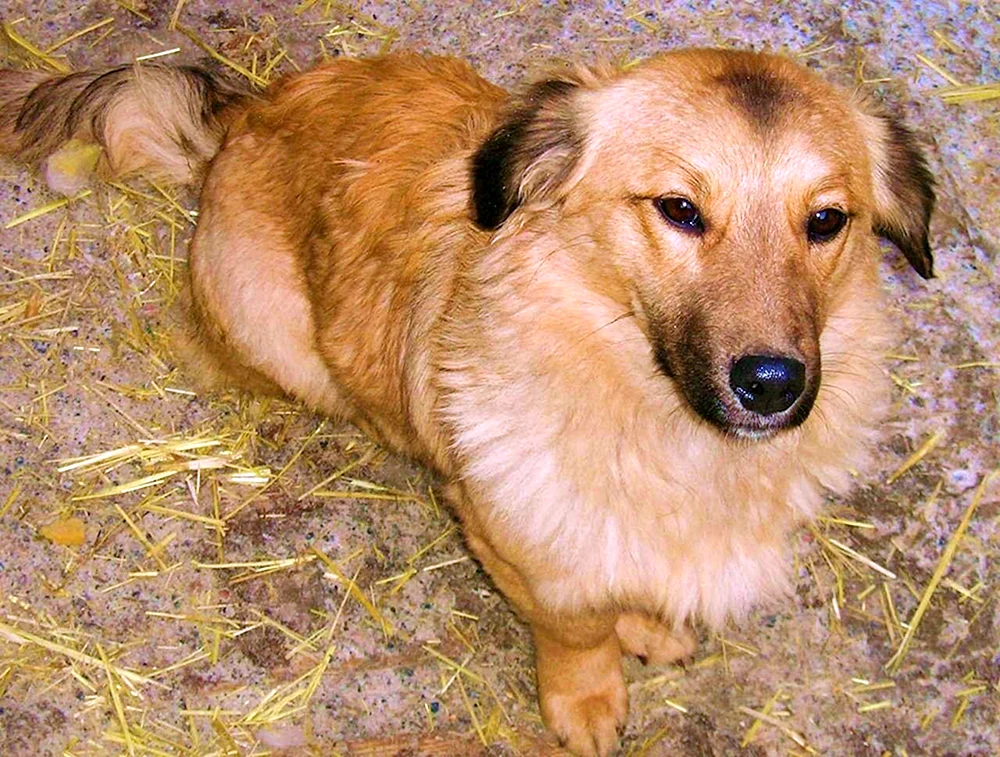 Kleiner Mischlingshund