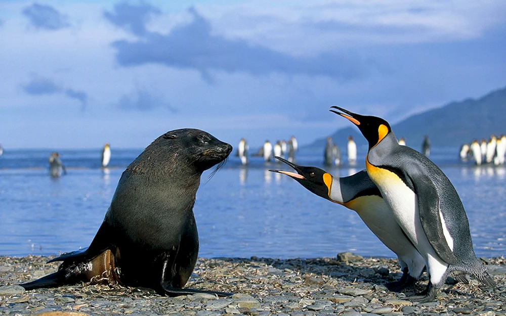 Festlandpinguine der Antarktis