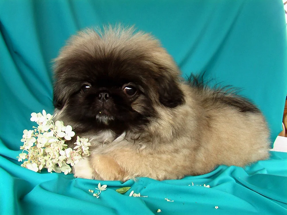 Royal Zwerg Pekingese