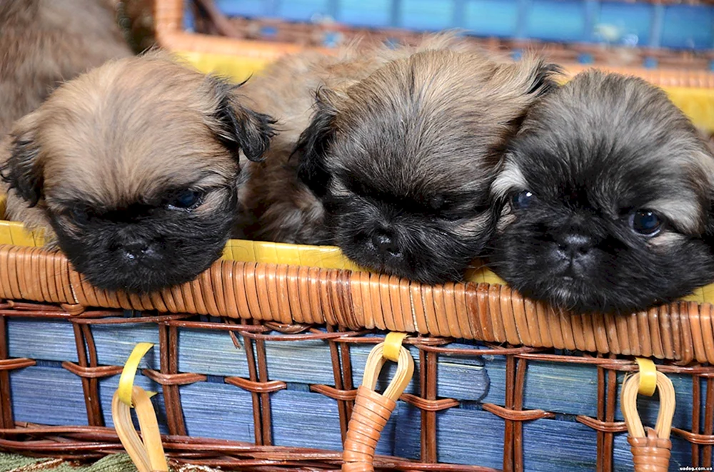 Royal Zwerg Pekingese