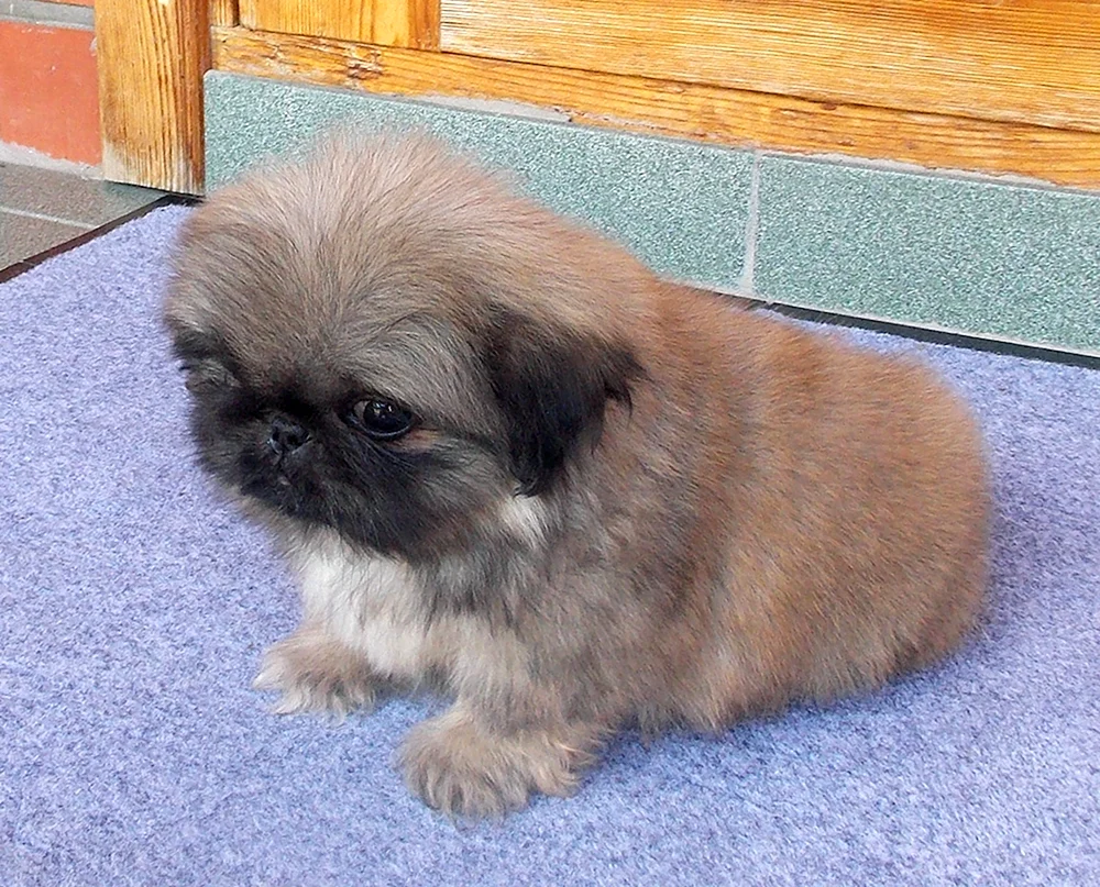 Kaiserlicher Pekingese