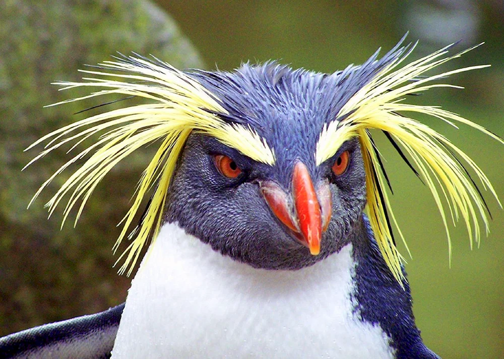 Haubenpfeifvogel
