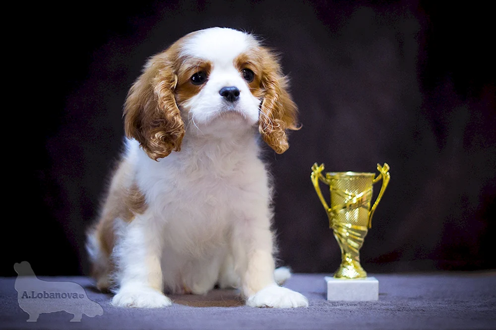 Charles Cocker spaniel