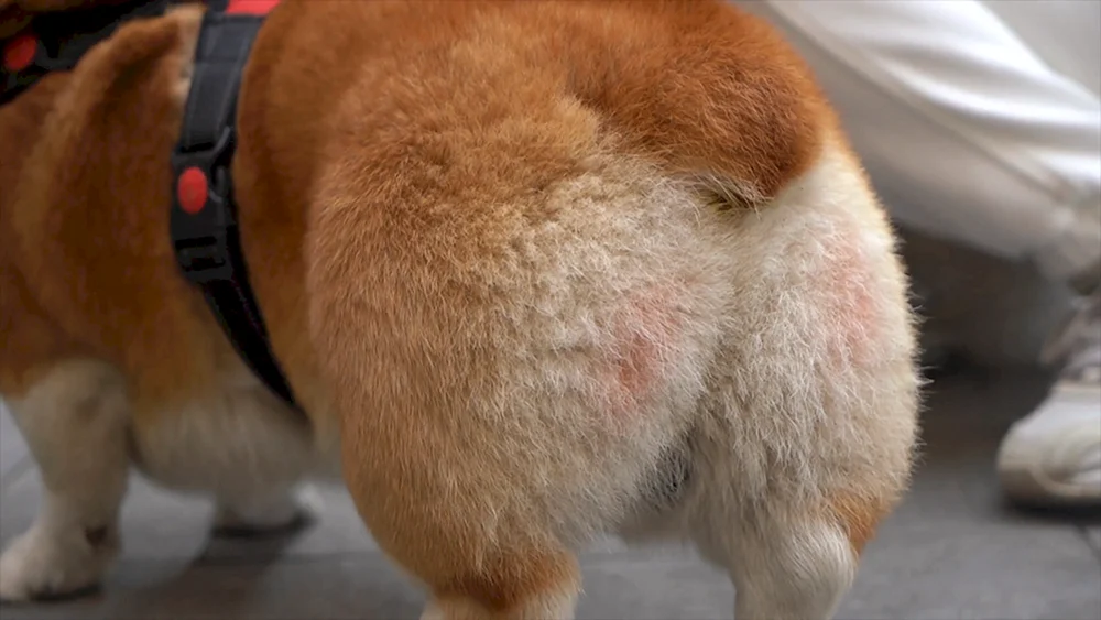 Corgi Royal Corgi von hinten