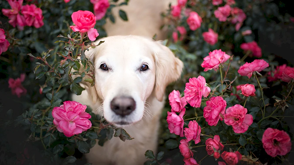 King Labrador