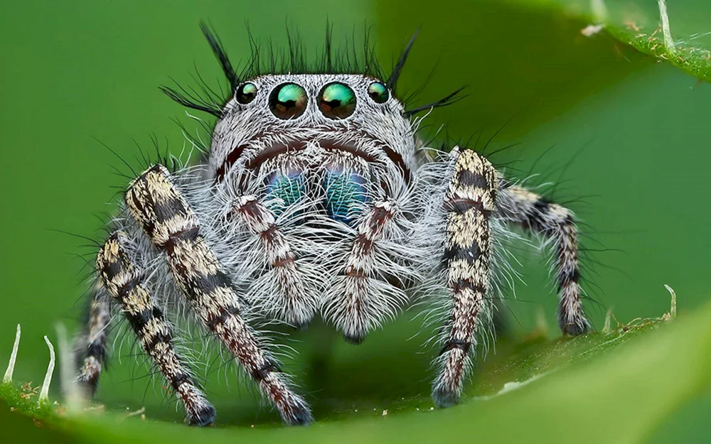 Skinkspinne