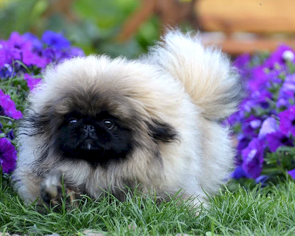 Kaiserlicher Pekingese