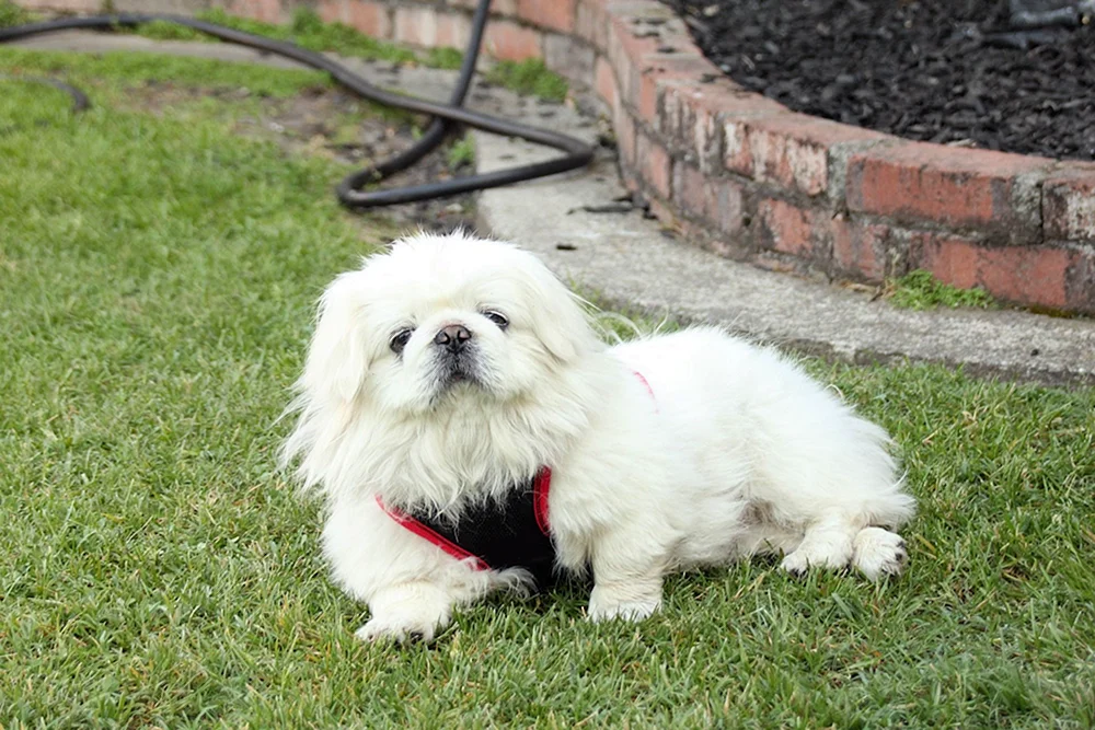 King Pekingese