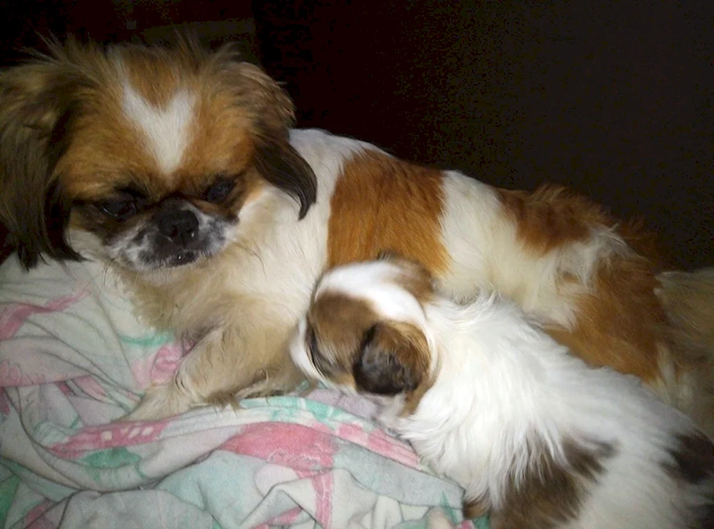 King Pekingese