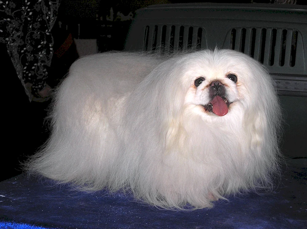 Pekingese