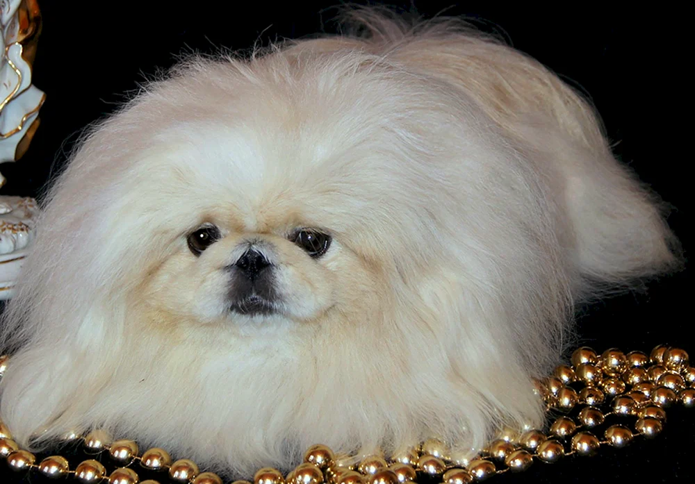 King's Pekingese albino