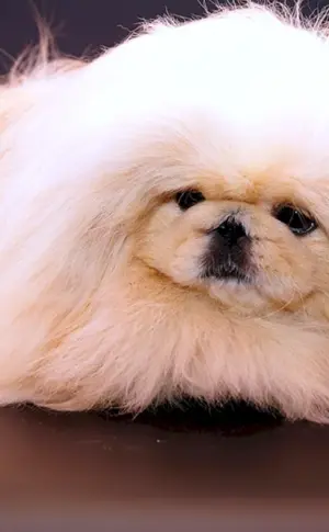 Royal Pekingese weiß