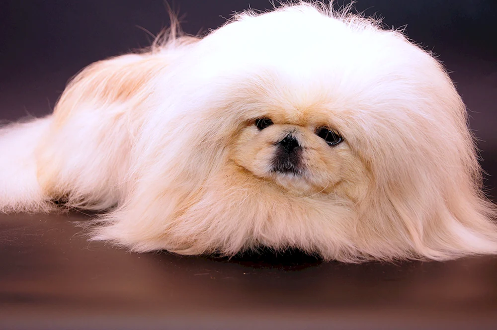 Royal Pekingese weiß