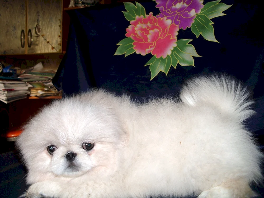 King's Pekingese weiß