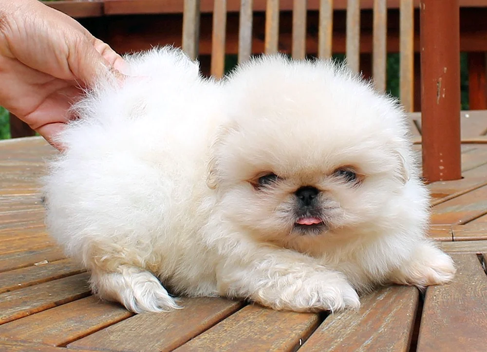 King's Pekingese weiß