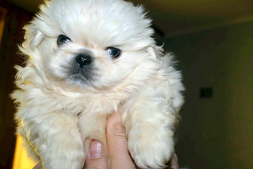 King's Pekingese weiß