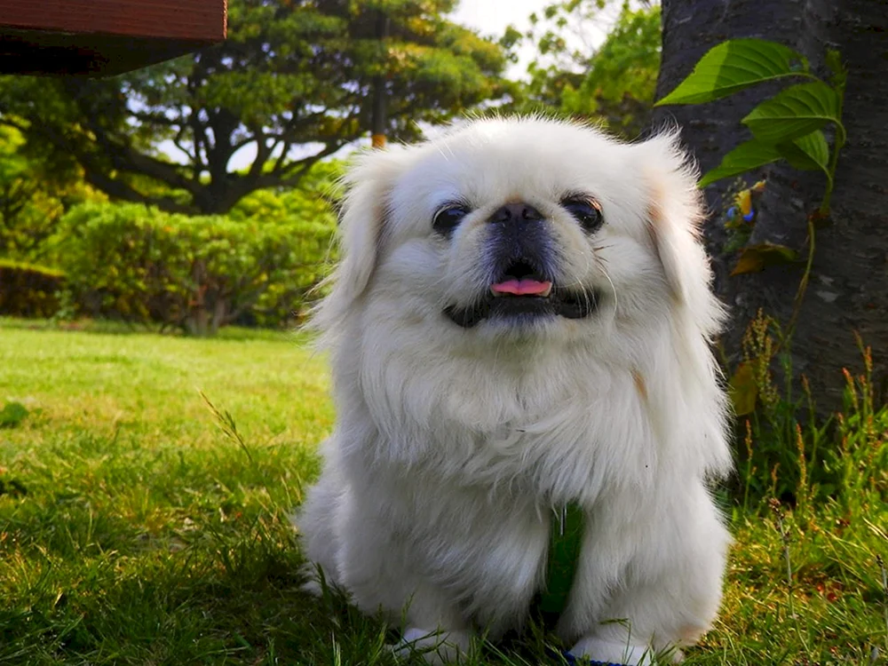 King's Pekingese weiß