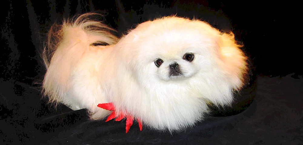 Royal Pekingese