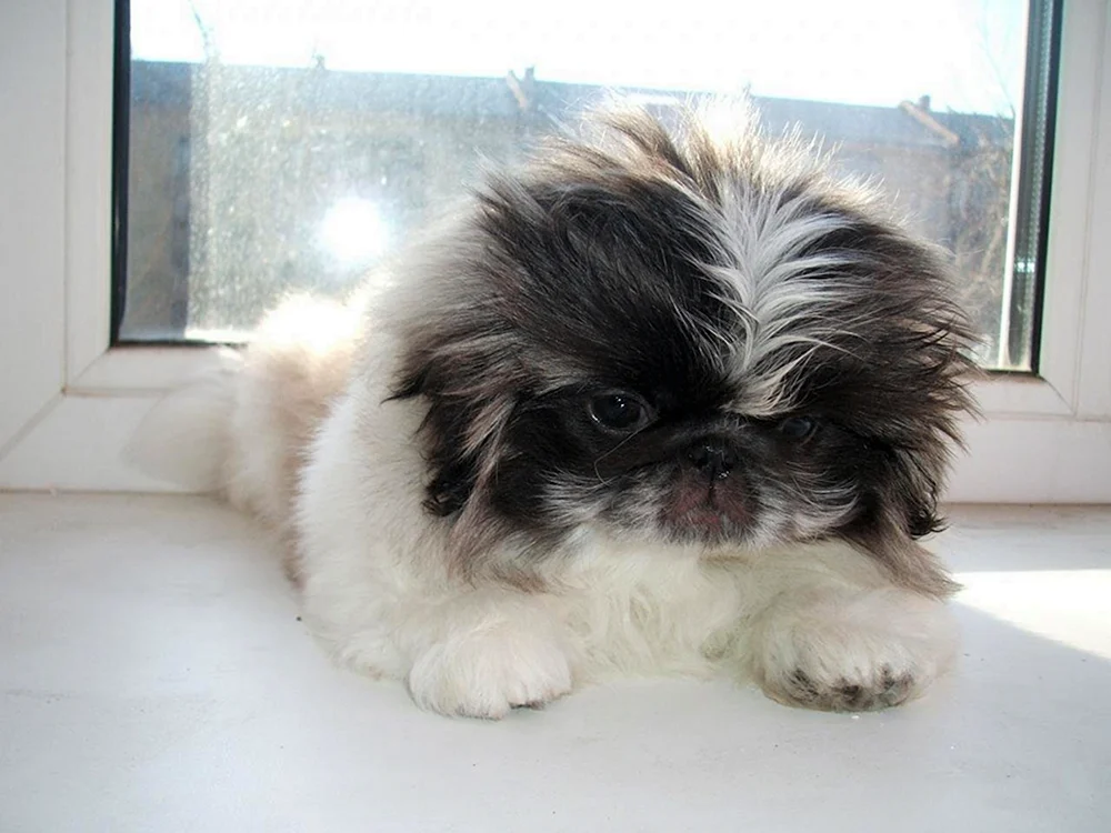 Kingese weiß Pekingese weiß