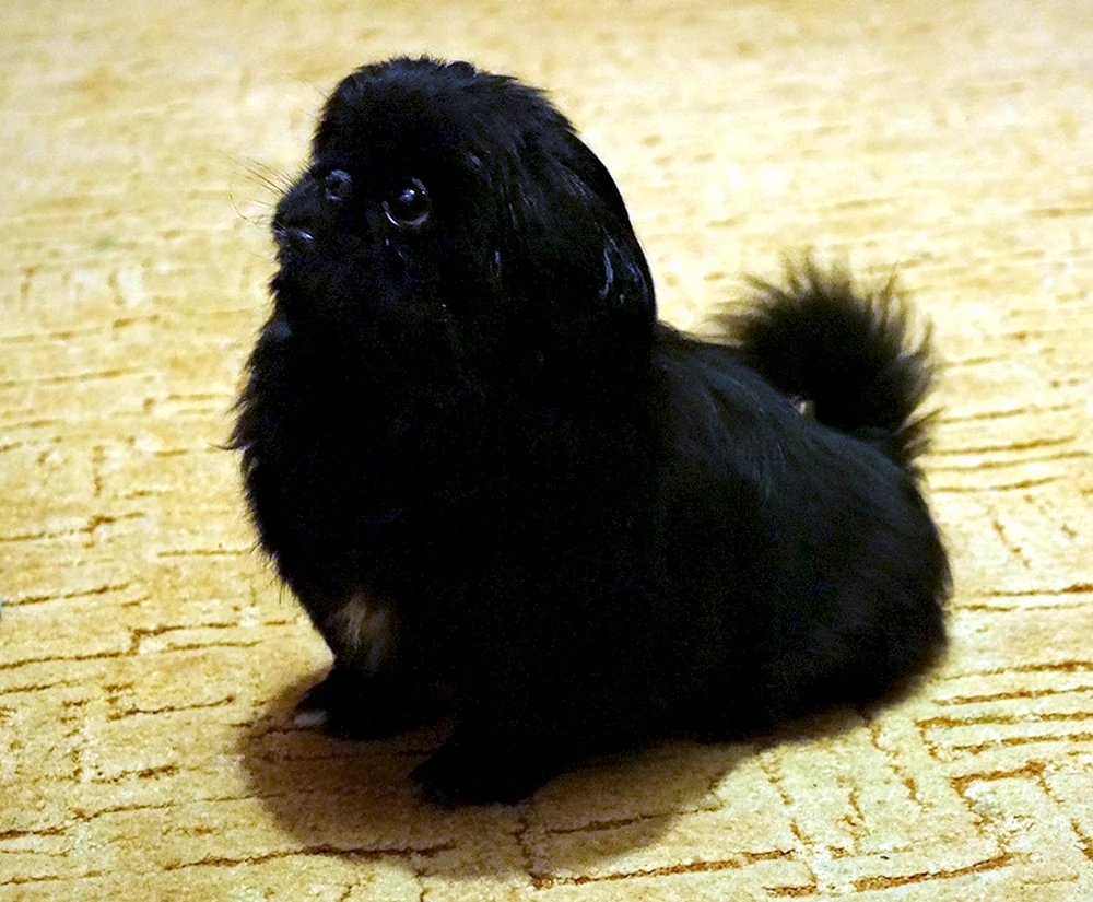 King Pekingese schwarz