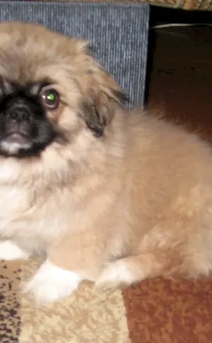Royal Pekingese mestizo