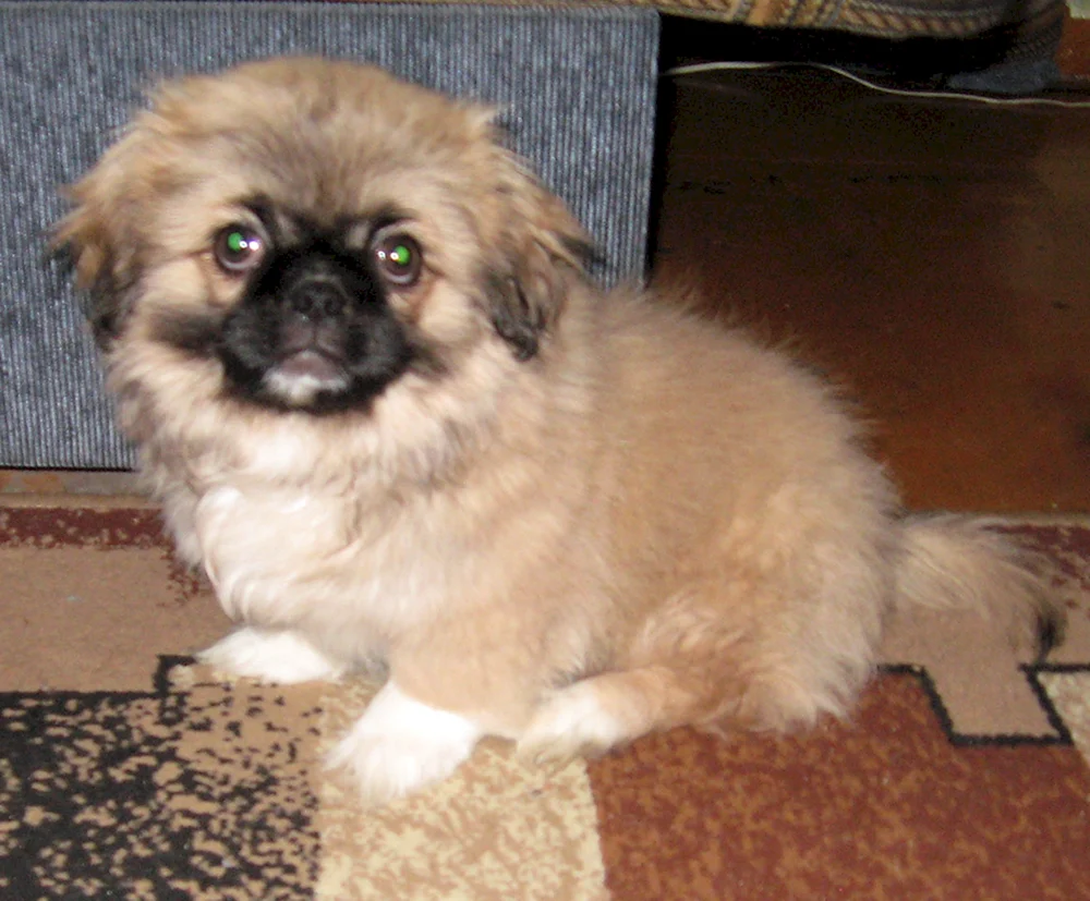Royal Pekingese mestizo