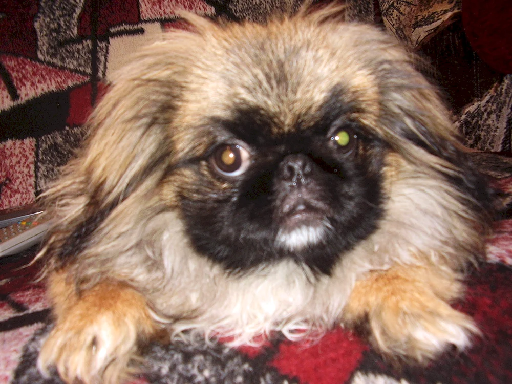 Pudel und Pudel. Spitz