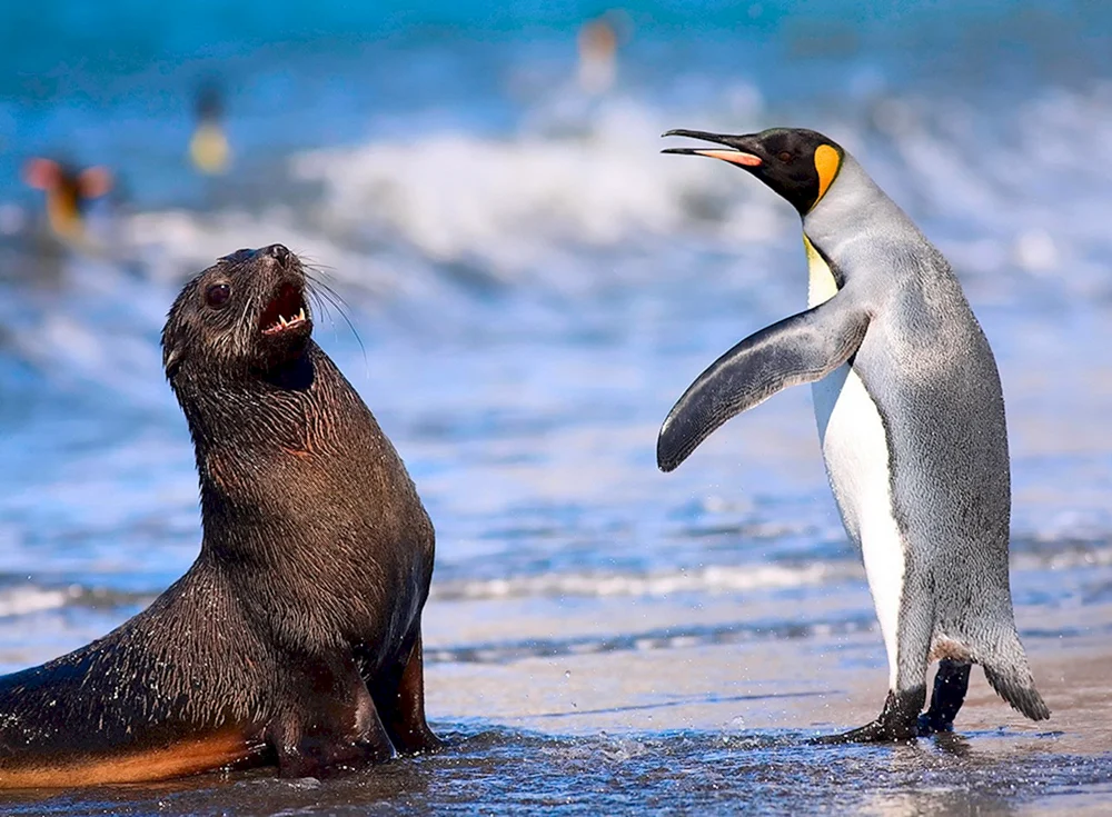 Königspinguin in der Antarktis
