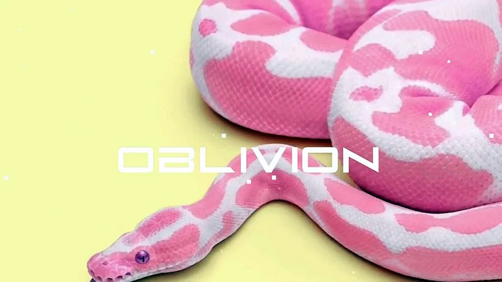 Taipan blau