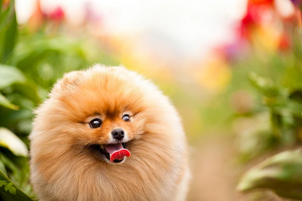 King Charles Spaniel