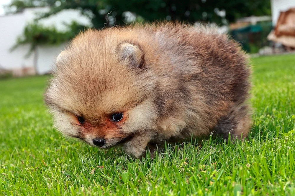 Pomeranian Spitz aschfarben