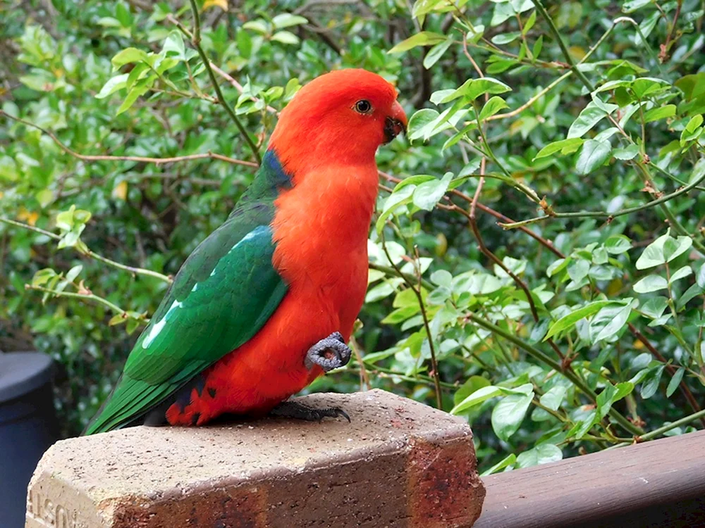 Papagei kakapo