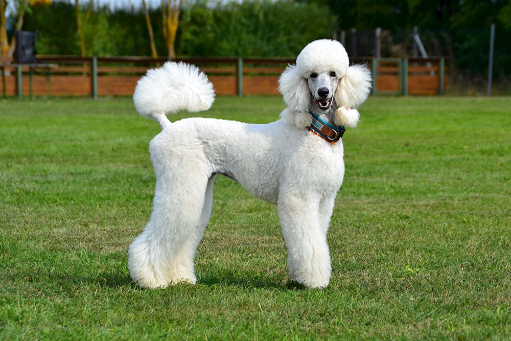 Hund Mini-Pudel