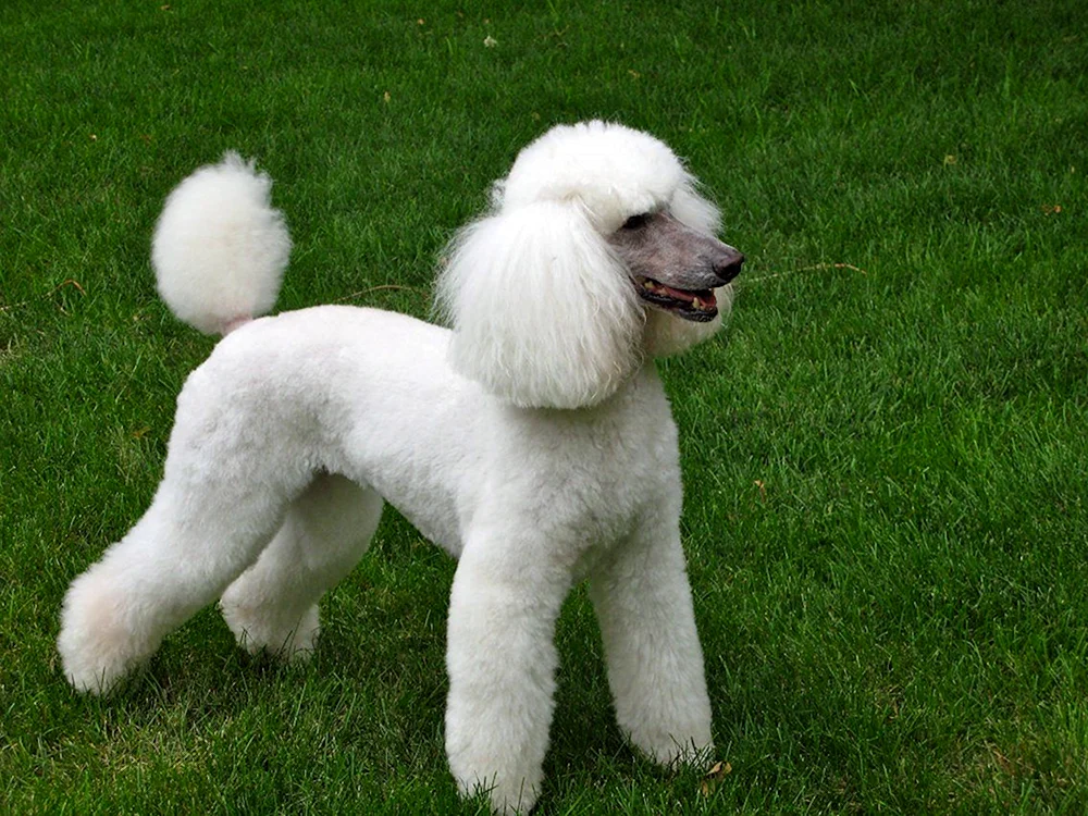 Lama Buckelpudel