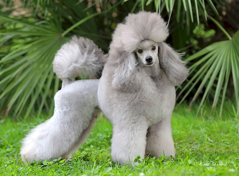 Royal-Pudel