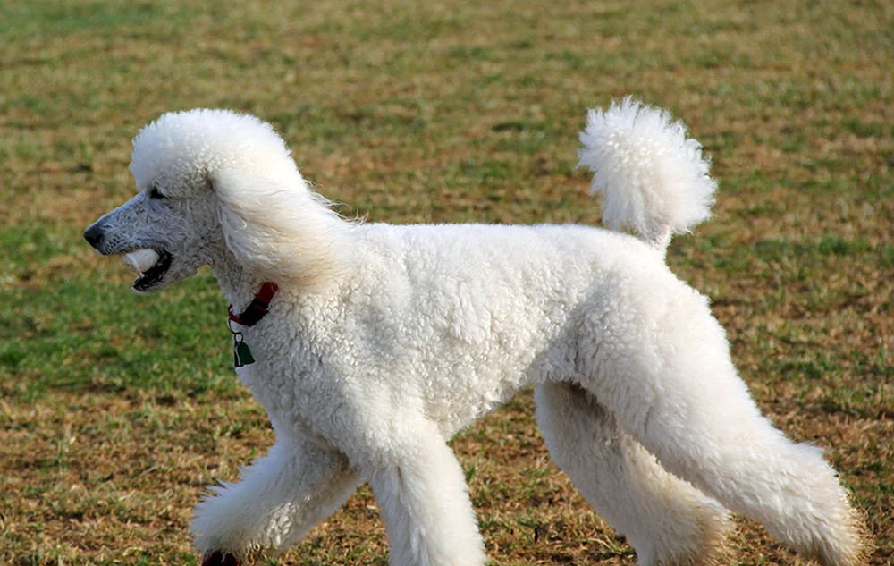 Bichon Frise