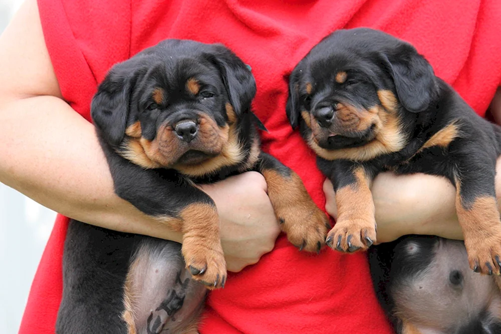 Hund Rottweiler