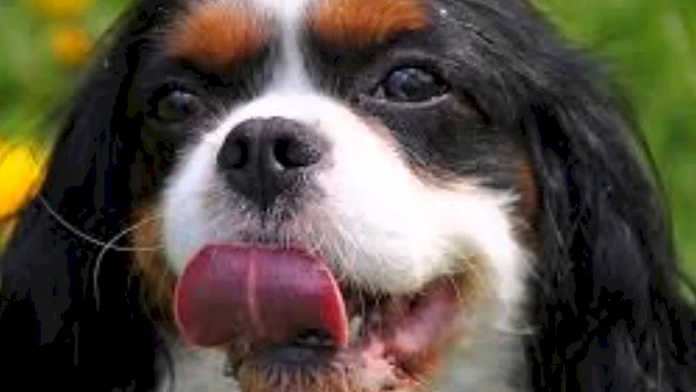 King Charles Spaniel