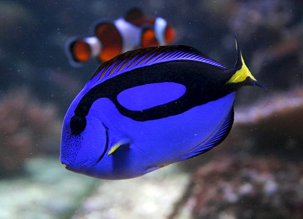 Tropische Fische Fisch