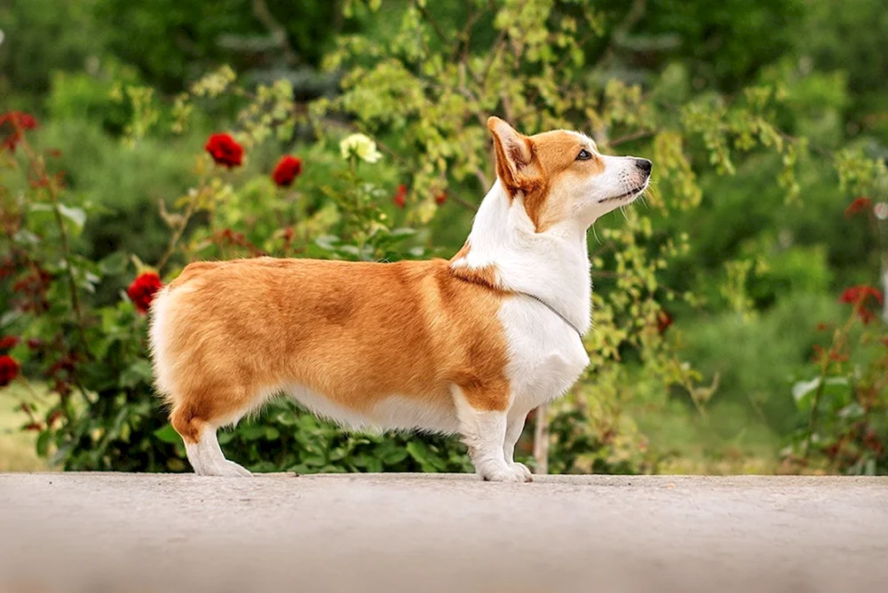 Welsh Corgi Pembroke