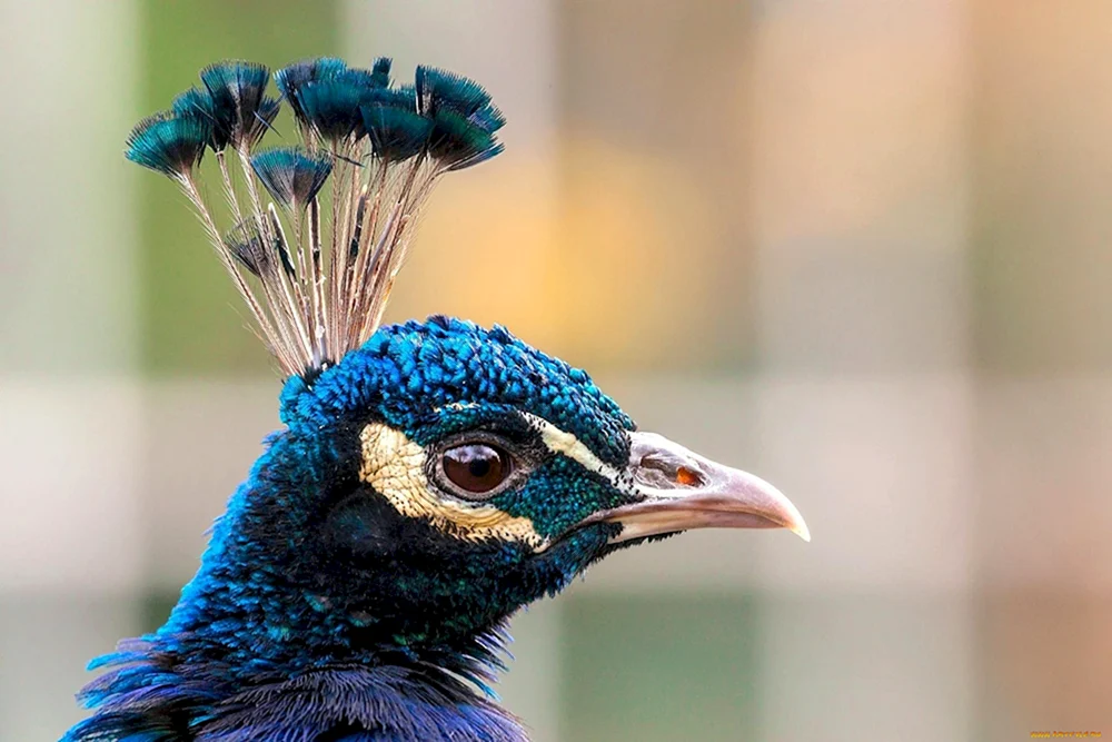 Vogel mit Haar