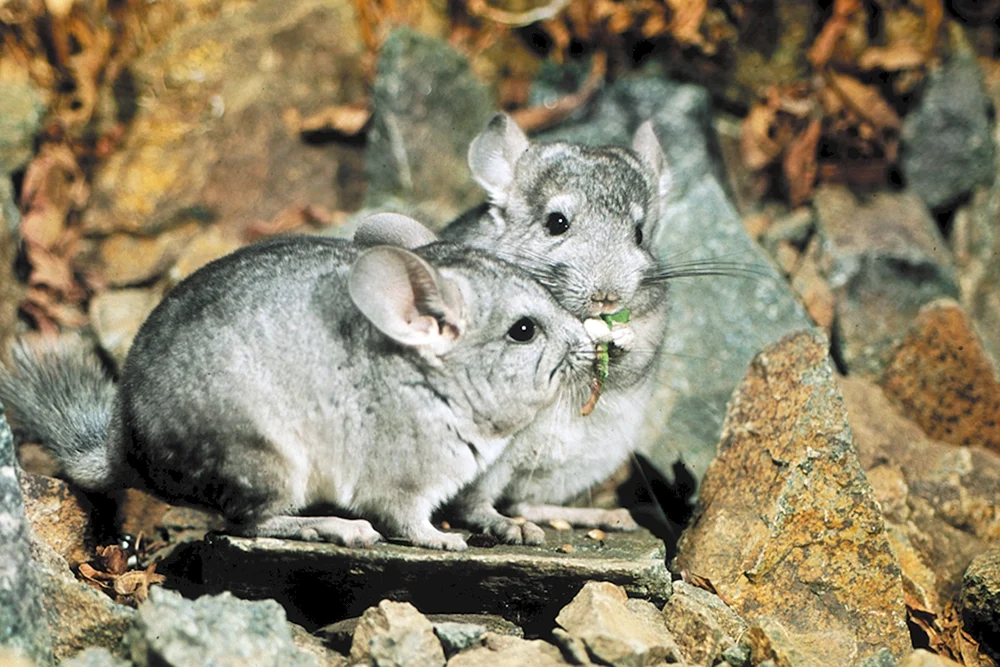 Kurzschwanzchinchilla
